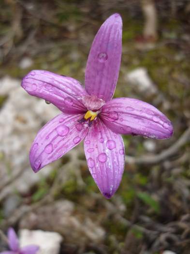 Elythranthera - enamel orchid ellis_brook_d_049.JPG